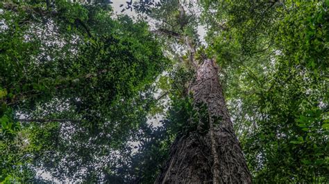 Científicos llegaron al árbol más alto de la selva amazónica del