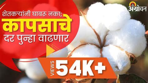 Cotton Rate कापूस दरातील नरमाई थांबून बाजारभावात वाढ होणार Agrowon