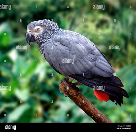 African Grey Parrot Psittacus Erithacus Stock Photo Alamy