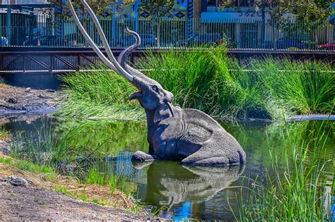 Columbian Mammoth Model In Lake Pit At The La Brea Tar Pits And Museum Los Angeles Ca A