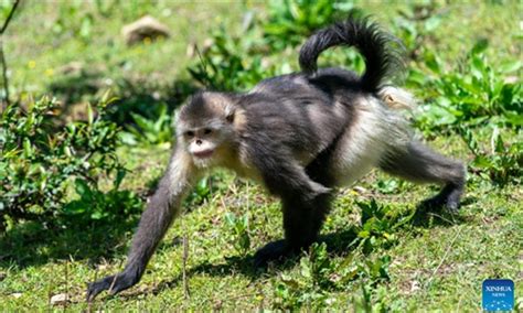 Yunnan Golden Hair Monkey At Baima Snow Mountain National Nature