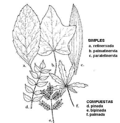 Flores Para Dibujar Con Sus Nombres