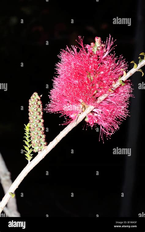 Callistemon Hi Res Stock Photography And Images Alamy