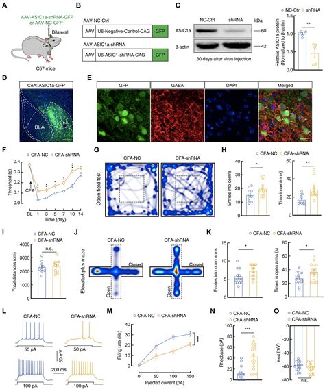 Frontiers Acid Sensing Ion Channel A In The Central Nucleus Of The