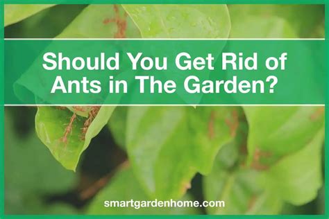 Ants In Garden: Should You Get Rid Of Them? - Smart Garden And Home