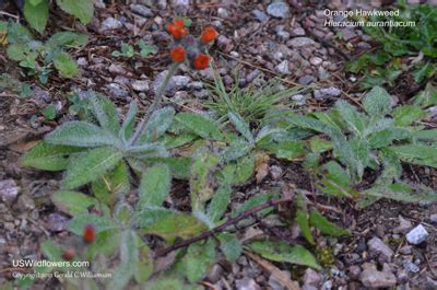 Us Wildflower Orange Hawkweed Devil S Paintbrush Hieracium Aurantiacum