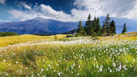 Fondos De Pantalla Naturaleza Paisaje Cielo Flores Primavera