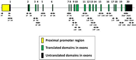 Schematic Structure Of The Mouse Hmgcr Gene Exon Intron Structure Of