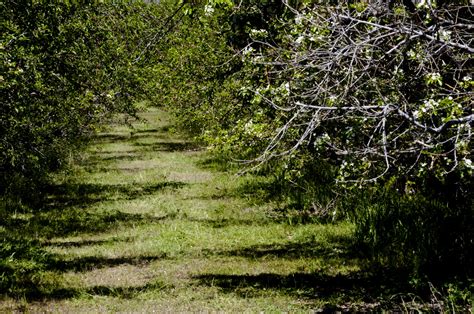 Fruit Tree Grove Free Stock Photo Public Domain Pictures