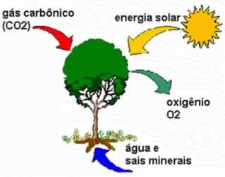 A fotossíntese nas plantas Estudo da fotossíntese Escola Kids