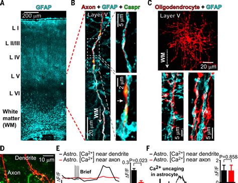 Astrocyte Ca2 Evoked ATP Release Regulates Myelinated Axon