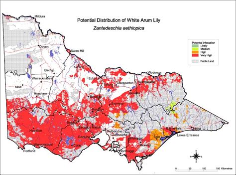 Map Showing Potential Distribution Of White Arum Lily Zantedeschia