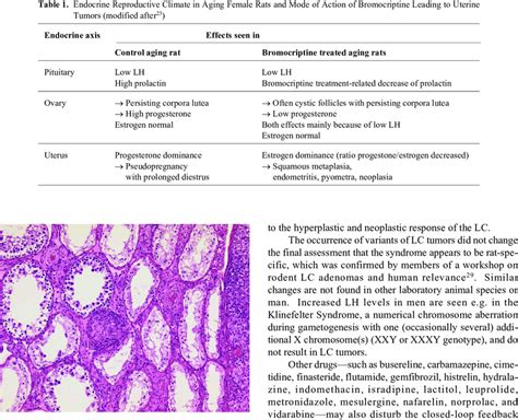 Leydig Cell Hyperplasia One Focus In The Center Of The Figure And