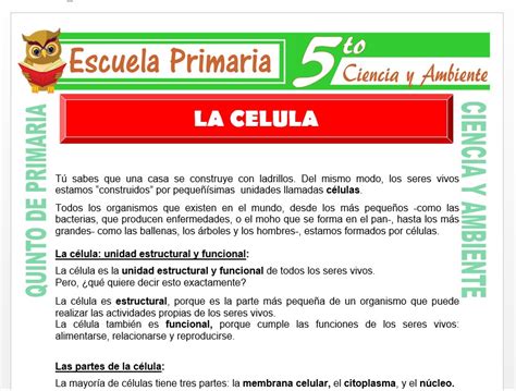 La Célula Para Quinto De Primaria Escuela Primaria