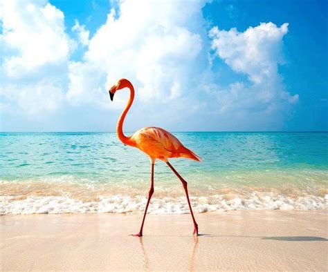 A Pink Flamingo Walking On The Sand At The Beach With Blue Sky And