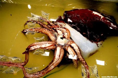 Гигантский кальмар или архитеутис (лат. Architeuthis)