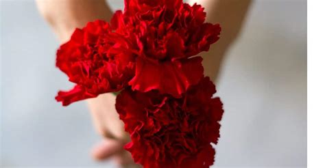 Spain S National Flower Red Carnation | Best Flower Site