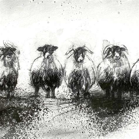 Sheep Flock Sketch Seanbriggs