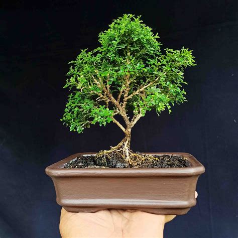 Jual Bonsai Tanaman Pohon Kemuning Mikro Style Natural Shopee Indonesia