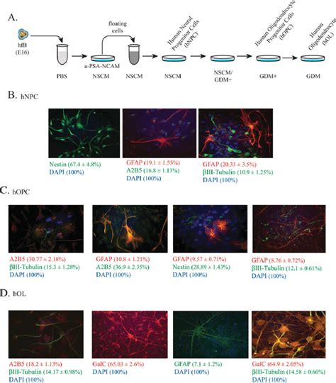 Preparation Of Human Neural Progenitor Cells Hnpc And Their