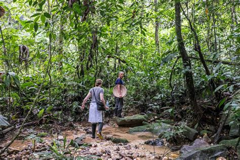 Ecuador Amazon Rainforest Guide For An Unforgettable Jungle Adventure