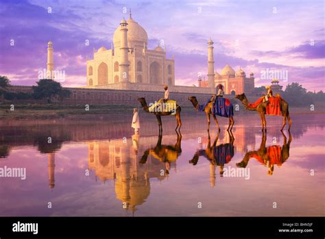 Three Camels Riders Reflected In The River Yamuna With The Taj Mahal