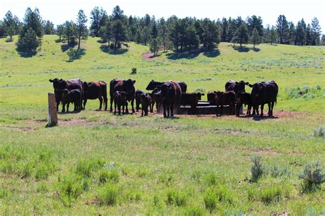 Montana Cattle Ranch: Listing for Sale