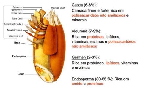 Como é feita a moagem de trigo Coppi Industrial