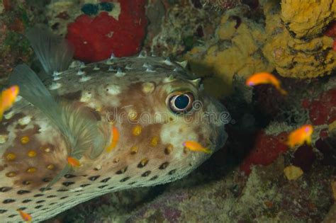 Fish Of The Red Sea Stock Photo Image Of World Diving 227748754