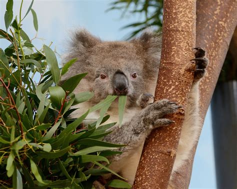 Longleat Koala Zoochat