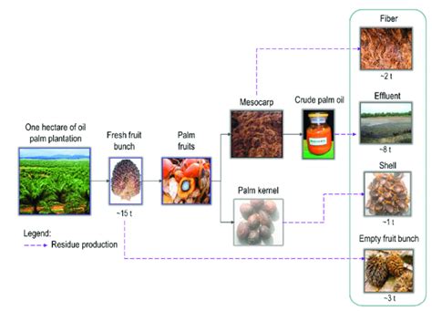 Solved The Figure Shows Four Outputs From Palm Plantations Chegg