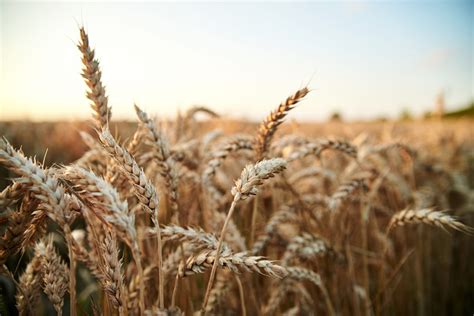 Dessecação em pré colheita da cultura do trigo MAIS SOJA Pensou