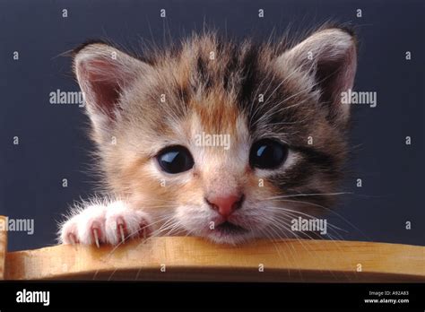 Baby Tiere Katze Kätzchen Kitty Katzen Kätzchen im freien Tier