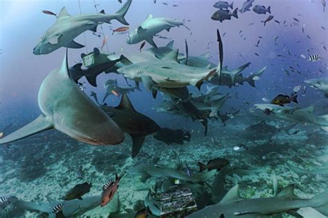 Ultimate Guide To Diving With Sharks In Fiji - Beqa Lagoon and Barefoot ...