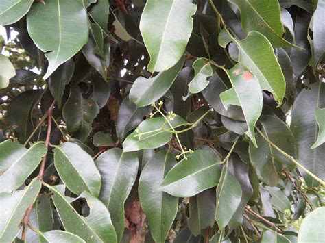 Syzygium Guineense Images Useful Tropical Plants