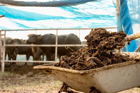 Tidak Sulit Cara Membuat Pupuk Kompos Dari Kotoran Sapi Pennyu