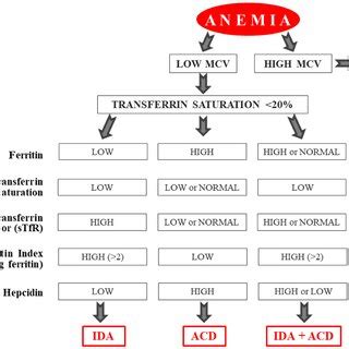 Characteristics of the different types of anemia associated with celiac ...