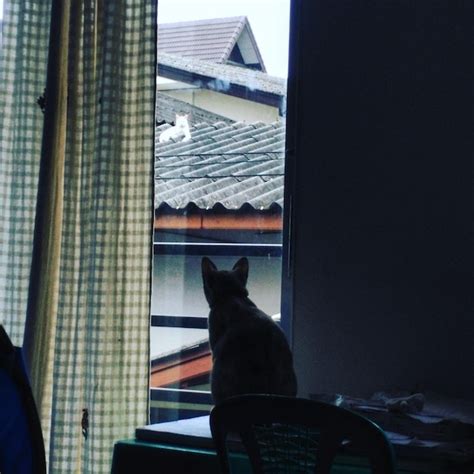 Premium Photo Cat Sitting On Window