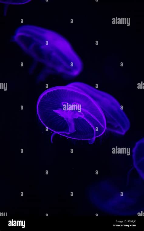 Bright Jellyfish Floating In The Dark Sea Water Stock Photo Alamy