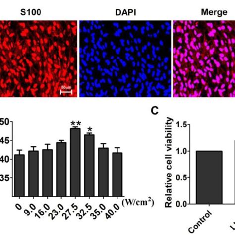 Effect On Cell Viability By Inhibitor Sb A The Cell Viability