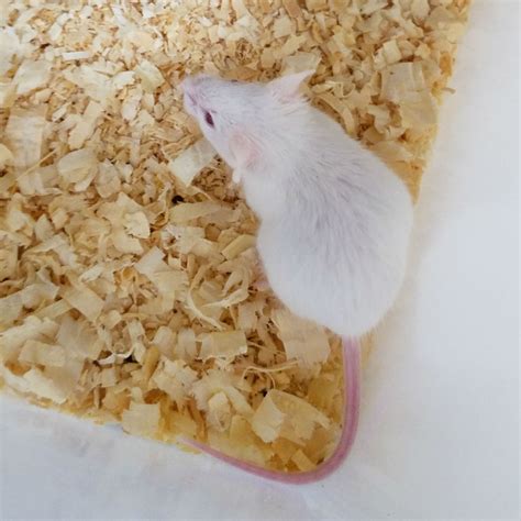 Feeder Mice - Hopper | ThatPetPlace.com