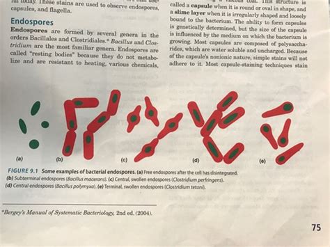 Exercise 9 Structural Stains Endospore Capsule Flagella Flashcards