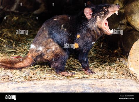 Tasmanian devil pouch hi-res stock photography and images - Alamy