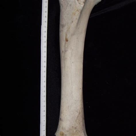 Cattle Bos Taurus Left Tibia Superior View Boneid