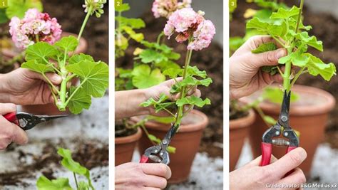 Géranium entretien rempotage et bouturage Bouture geranium