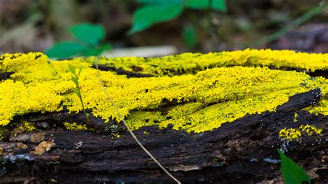 Slime Mould