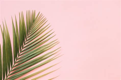 Premium Photo Tropical Palm Leaves Isolated On Pink Backdrop