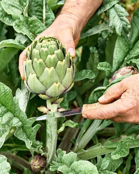 Artichoke Plant Care - How to Plant and Grow Artichokes - Together Time ...