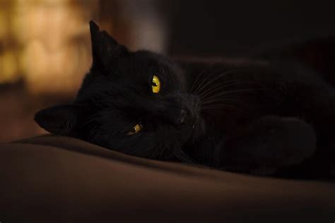 Premium Photo Close Up Portrait Of Black Cat Resting