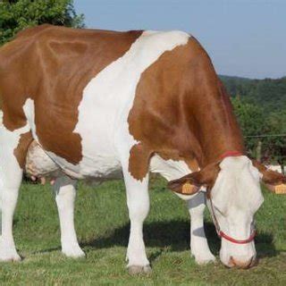 Taurin baoulé (source : race bovine.canalblog.com) | Download ...